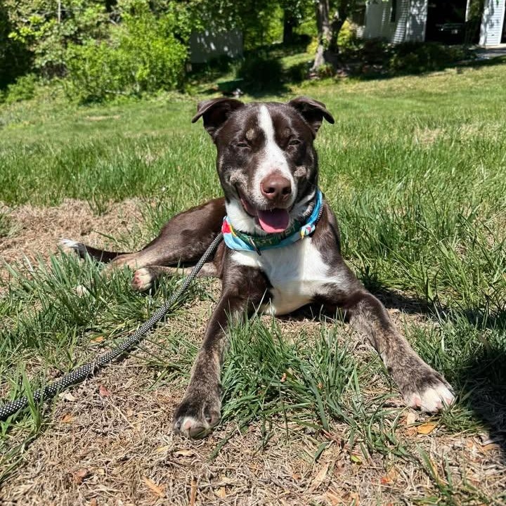 Enlarge Dublin, a ADOPTABLE Mixed Breed in Sunderland, MD image 5/5