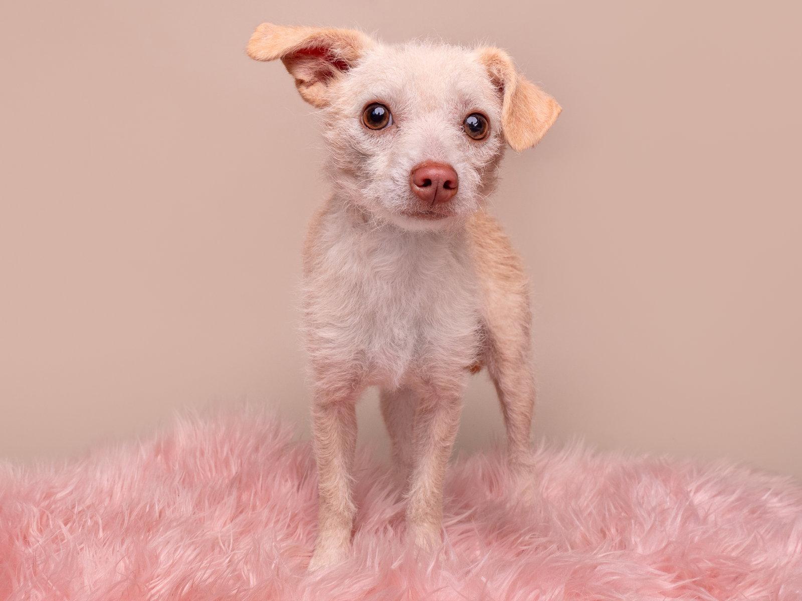 Enlarge Paisley, a Adoptable mixed breed in Palo Alto, CA image 1/2