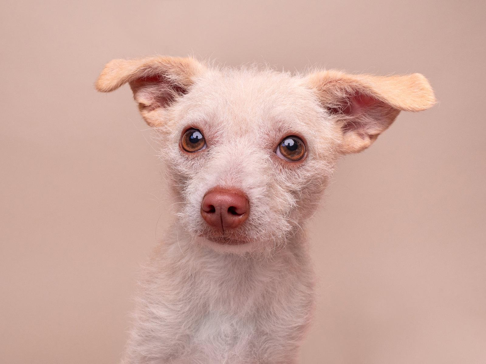 Enlarge Paisley, a Adoptable mixed breed in Palo Alto, CA image 2/2