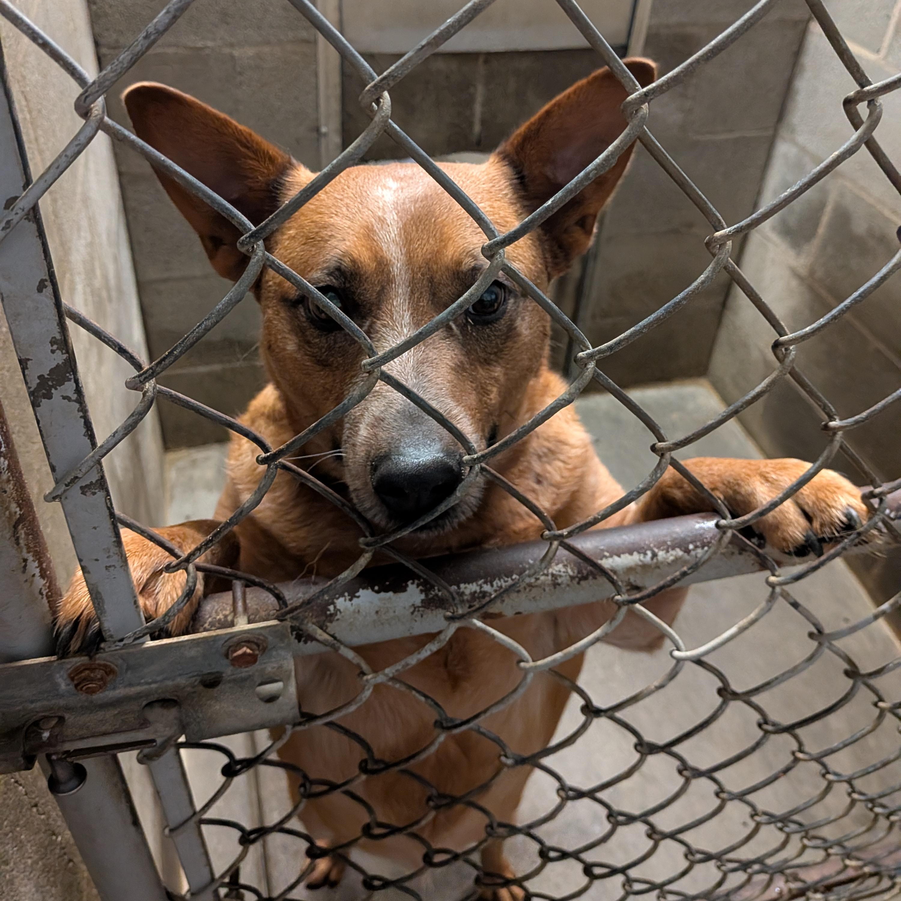 Sadie , ADOPTABLE, Adult Female Australian Cattle Dog / Blue Heeler.