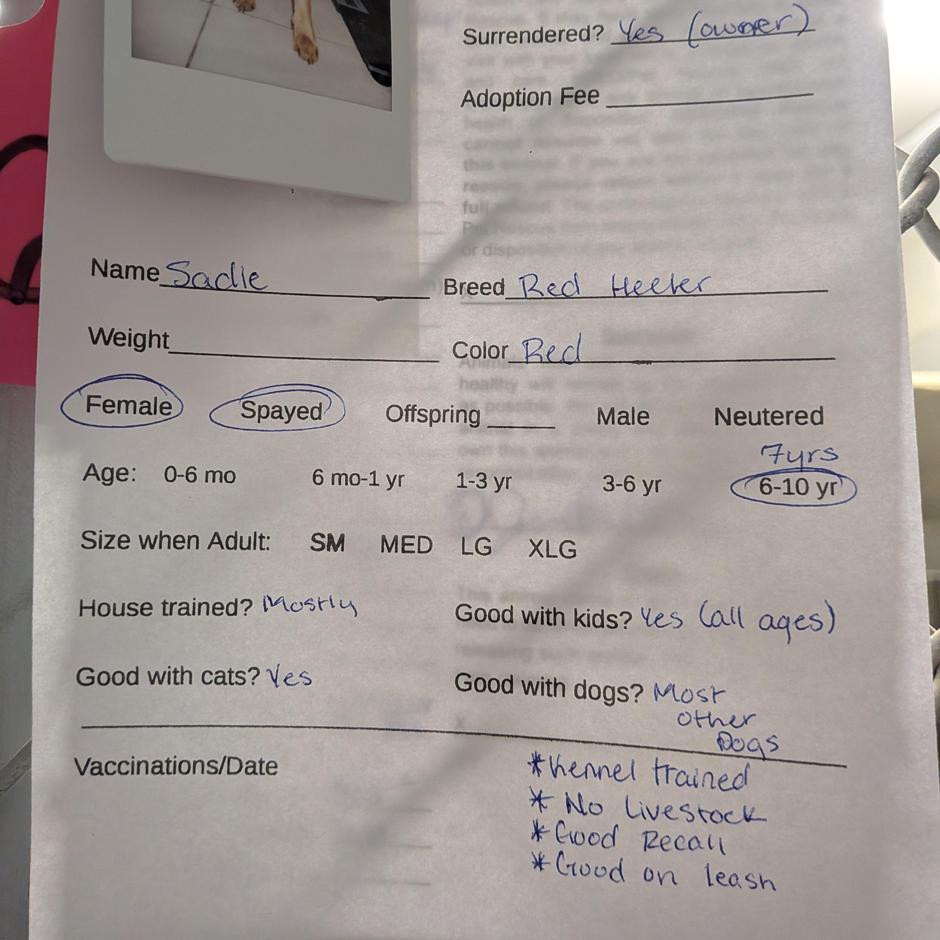 Enlarge Sadie , a ADOPTABLE Australian Cattle Dog / Blue Heeler in Hermiston, OR image 3/3