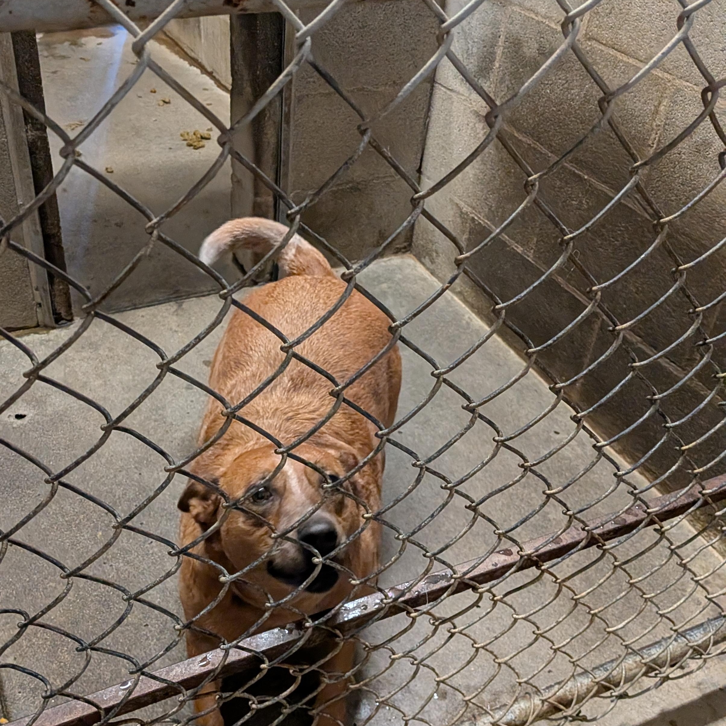 Enlarge Sadie , a ADOPTABLE Australian Cattle Dog / Blue Heeler in Hermiston, OR image 2/3
