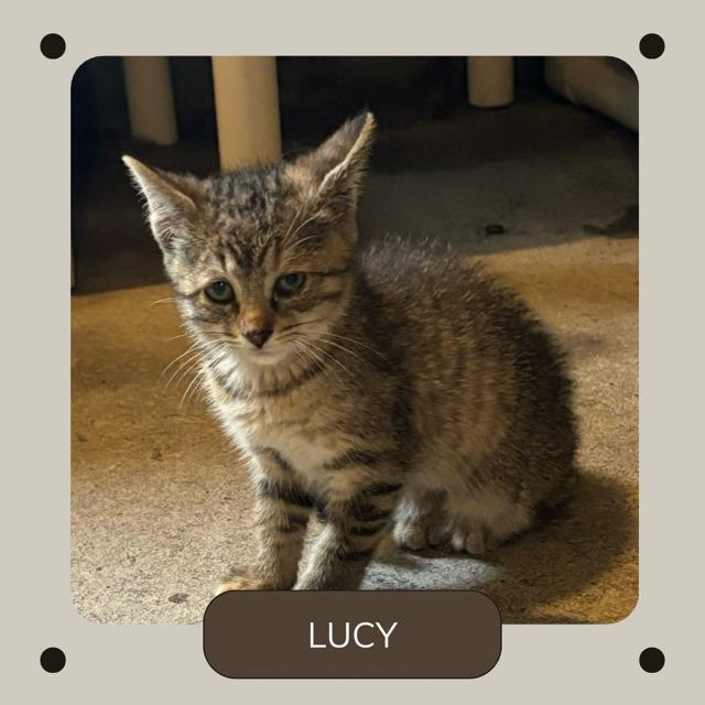 Lucy, Adoptable, Young Female Domestic Short Hair.
