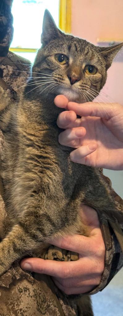 Enlarge Lucy, a Adoptable mixed breed in White Hall, IL image 2/2