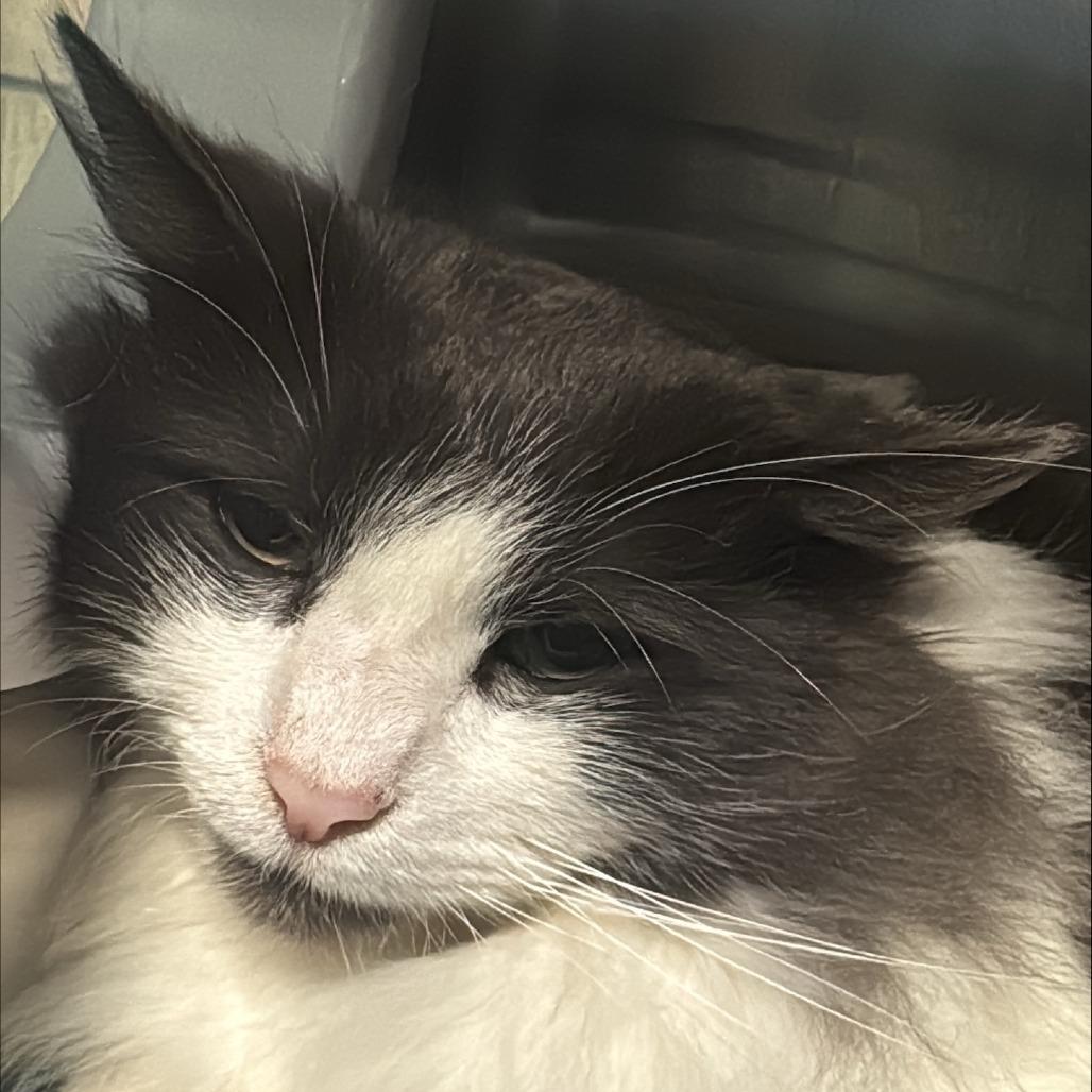 River Fog, Adoptable, Adult Male Domestic Medium Hair.