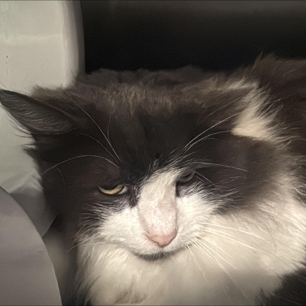 Enlarge River Fog, a Adoptable Domestic Medium Hair in Baltimore, MD image 2/2