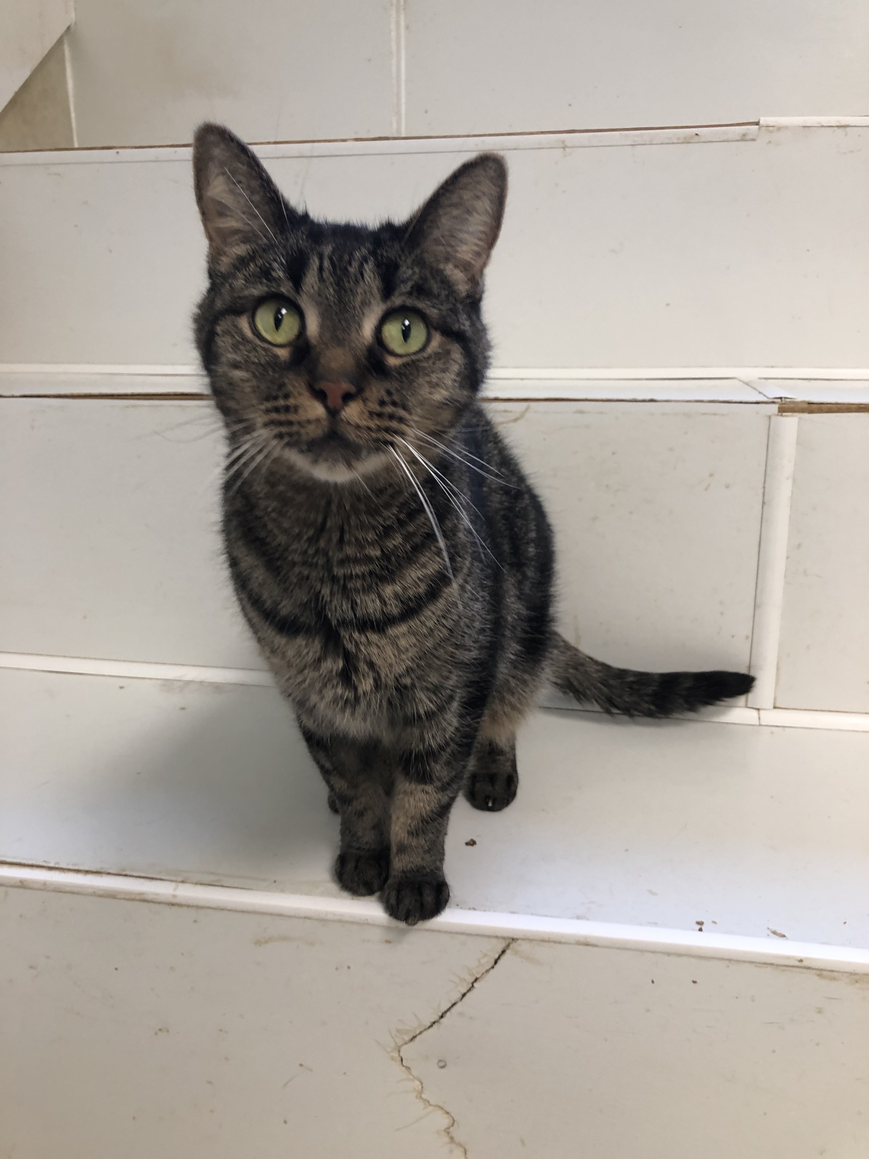 Eggnog (FIV+), Adoptable, Senior Male Domestic Short Hair.