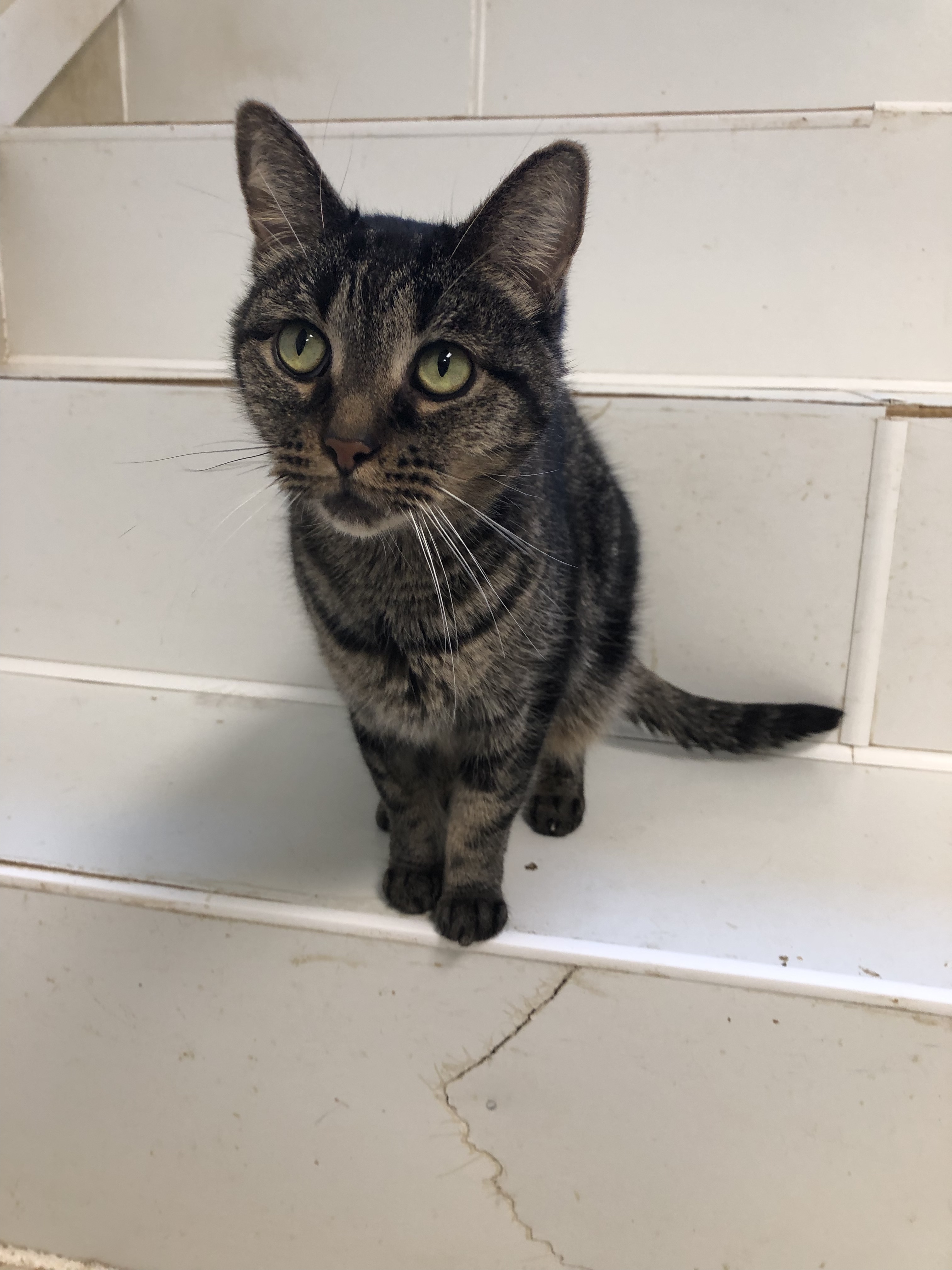 Eggnog (FIV+), a Adoptable Domestic Short Hair in Gouldsboro, PA image 2/2