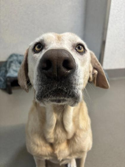 Enlarge Powdered Donut, a Adoptable mixed breed in Roseville, CA image 1/3