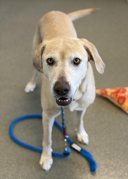 Enlarge Powdered Donut, a Adoptable mixed breed in Roseville, CA image 3/3