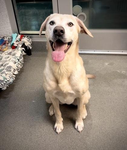 Enlarge Powdered Donut, a Adoptable mixed breed in Roseville, CA image 2/3