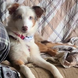 Luna Loo, Adoptable, Puppy Female Australian Shepherd.