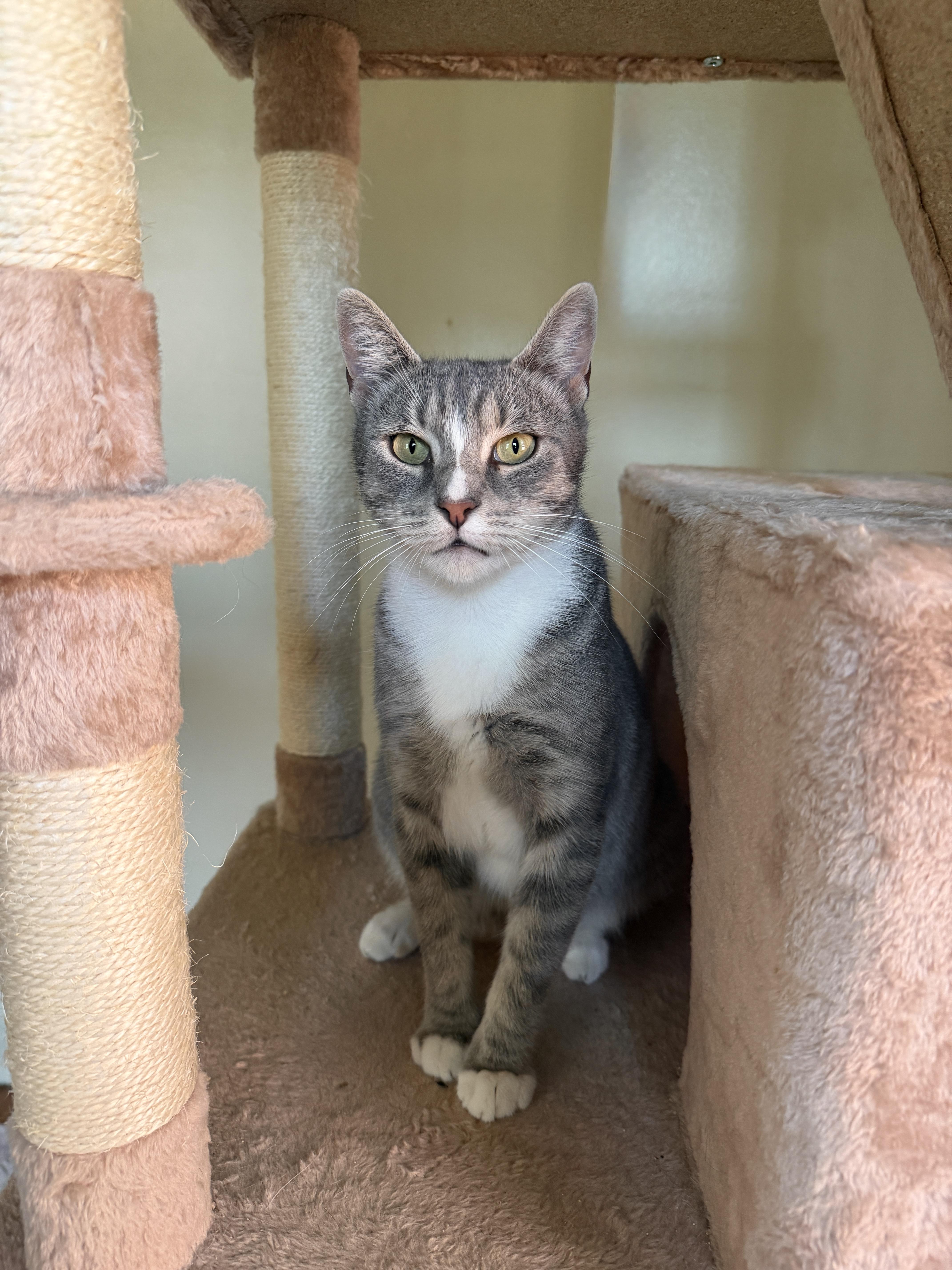 MITZI, Adoptable, Young Female Tabby.