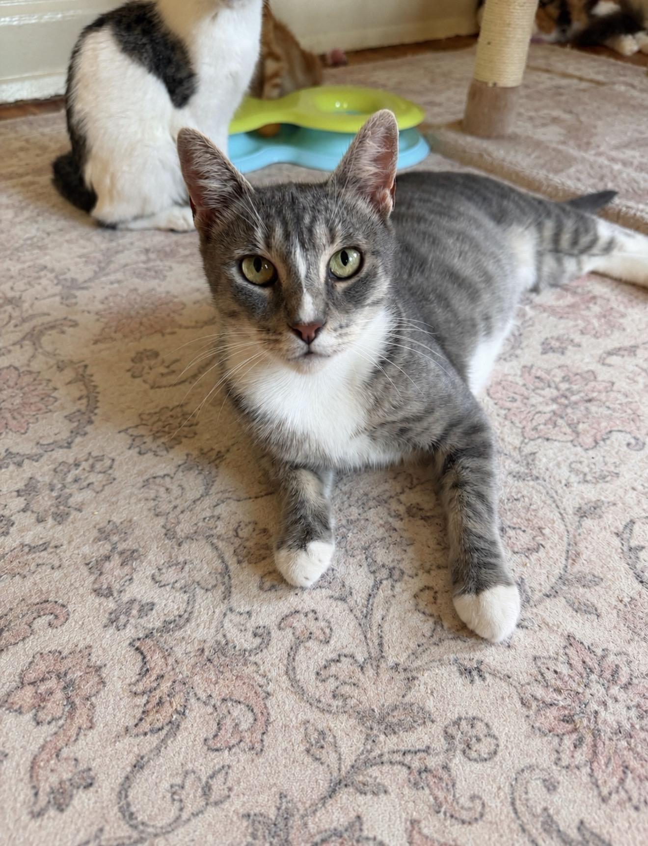 Enlarge MITZI, a Adoptable Tabby in New York, NY image 2/2