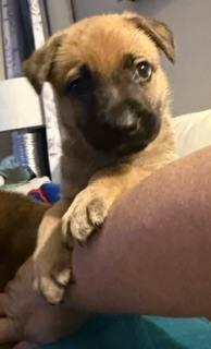 Mindy, Adoptable, Puppy Female Mixed Breed.