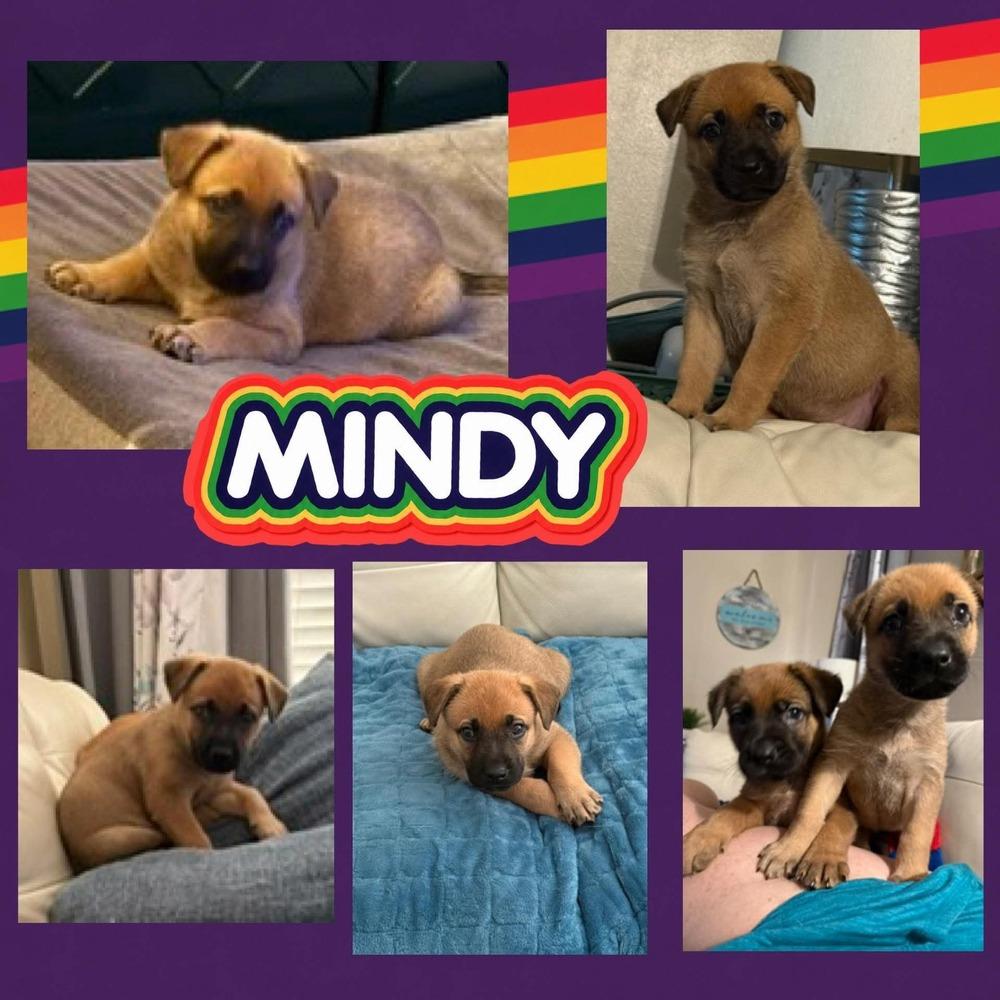 Mindy, a Adoptable mixed breed in Amherst, NY image 2/6