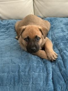 Mindy, a Adoptable mixed breed in Amherst, NY image 3/6