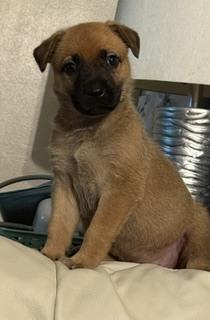 Mindy, a Adoptable mixed breed in Amherst, NY image 6/6