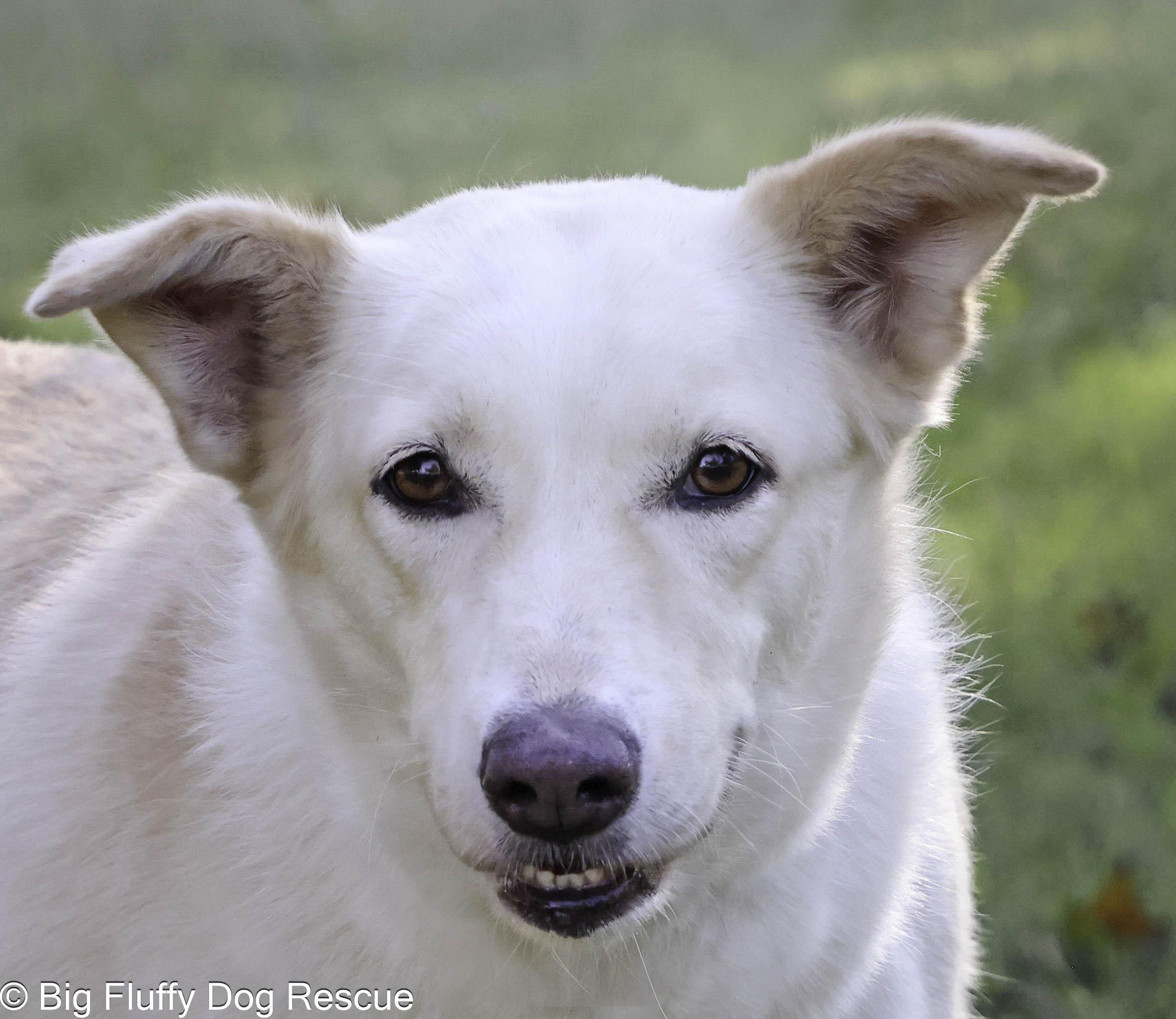 Enlarge Keri, a Adoptable mixed breed in Evansville, IN image 4/5
