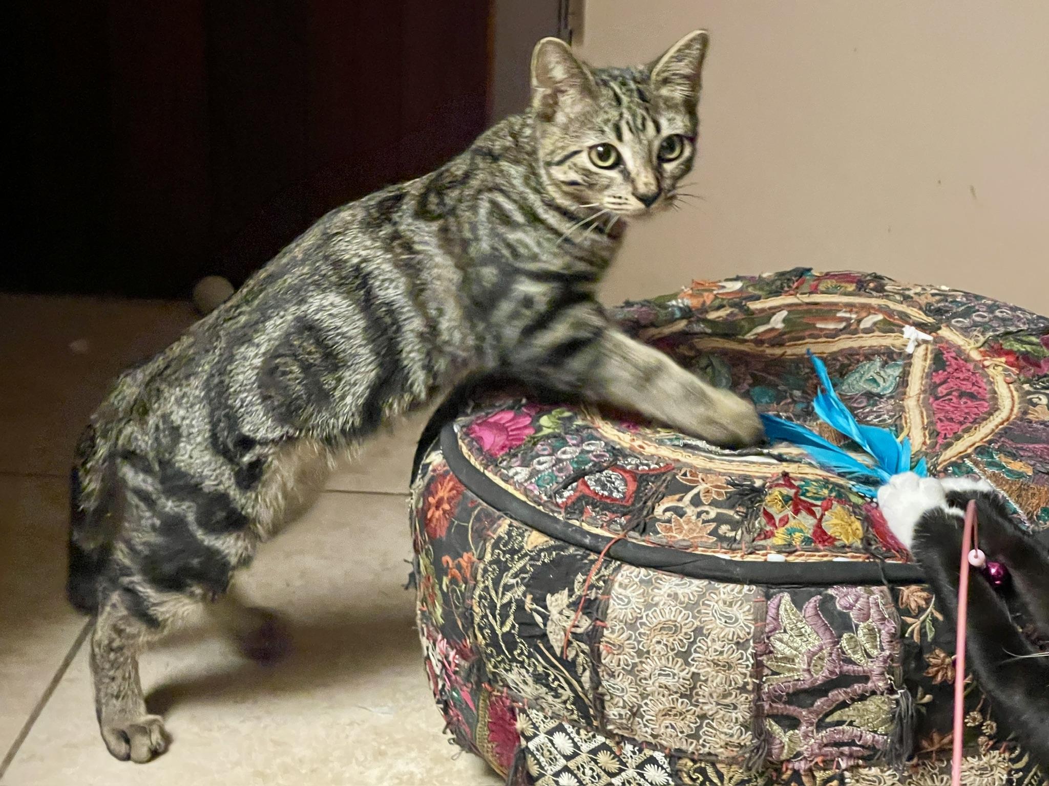 Enlarge Sawyer (Call or text Maia (Maya) for information 928-282-2604), a Adoptable Domestic Short Hair in Sedona, AZ image 1/6