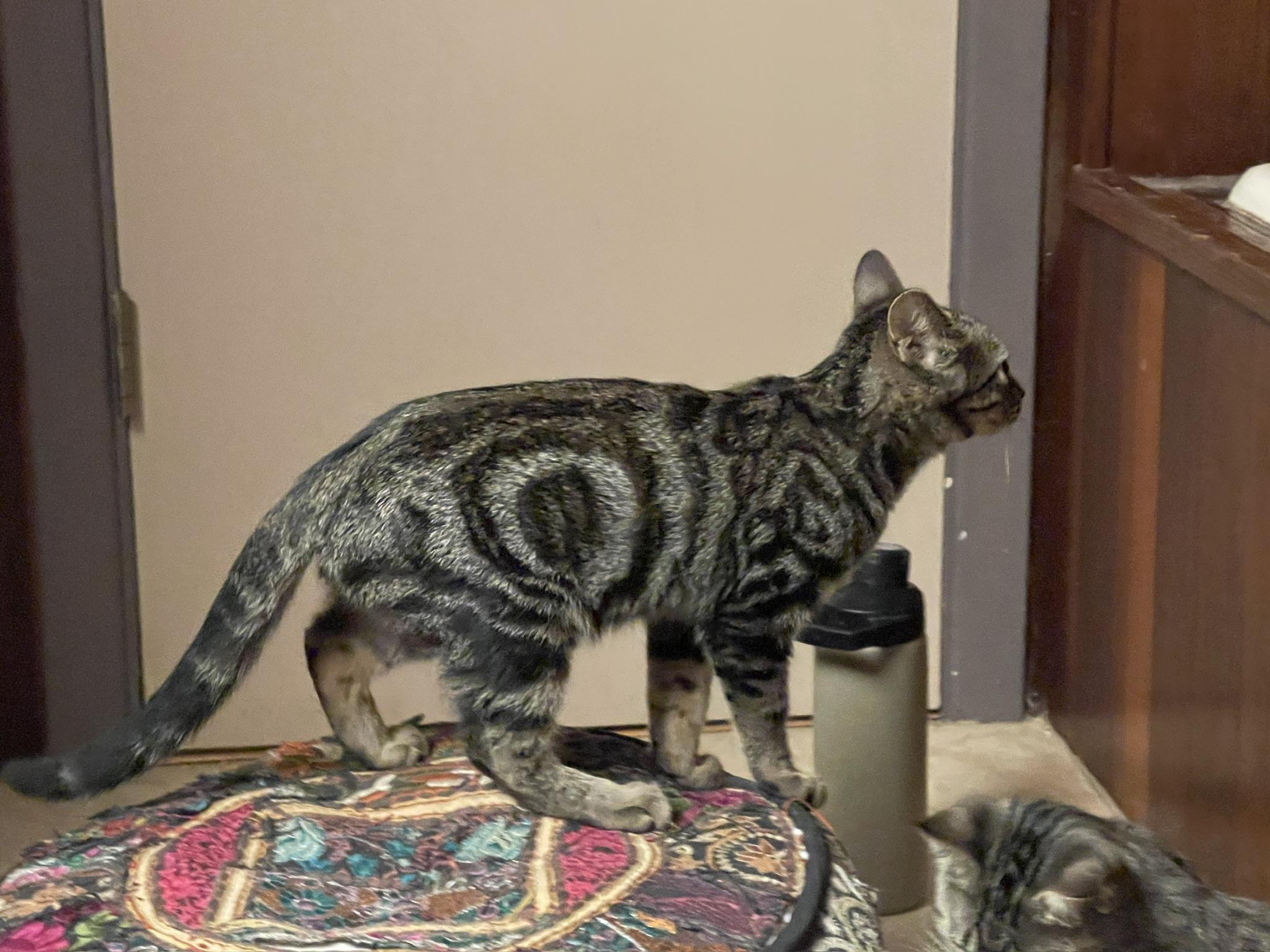Enlarge Sawyer (Call or text Maia (Maya) for information 928-282-2604), a Adoptable Domestic Short Hair in Sedona, AZ image 5/6