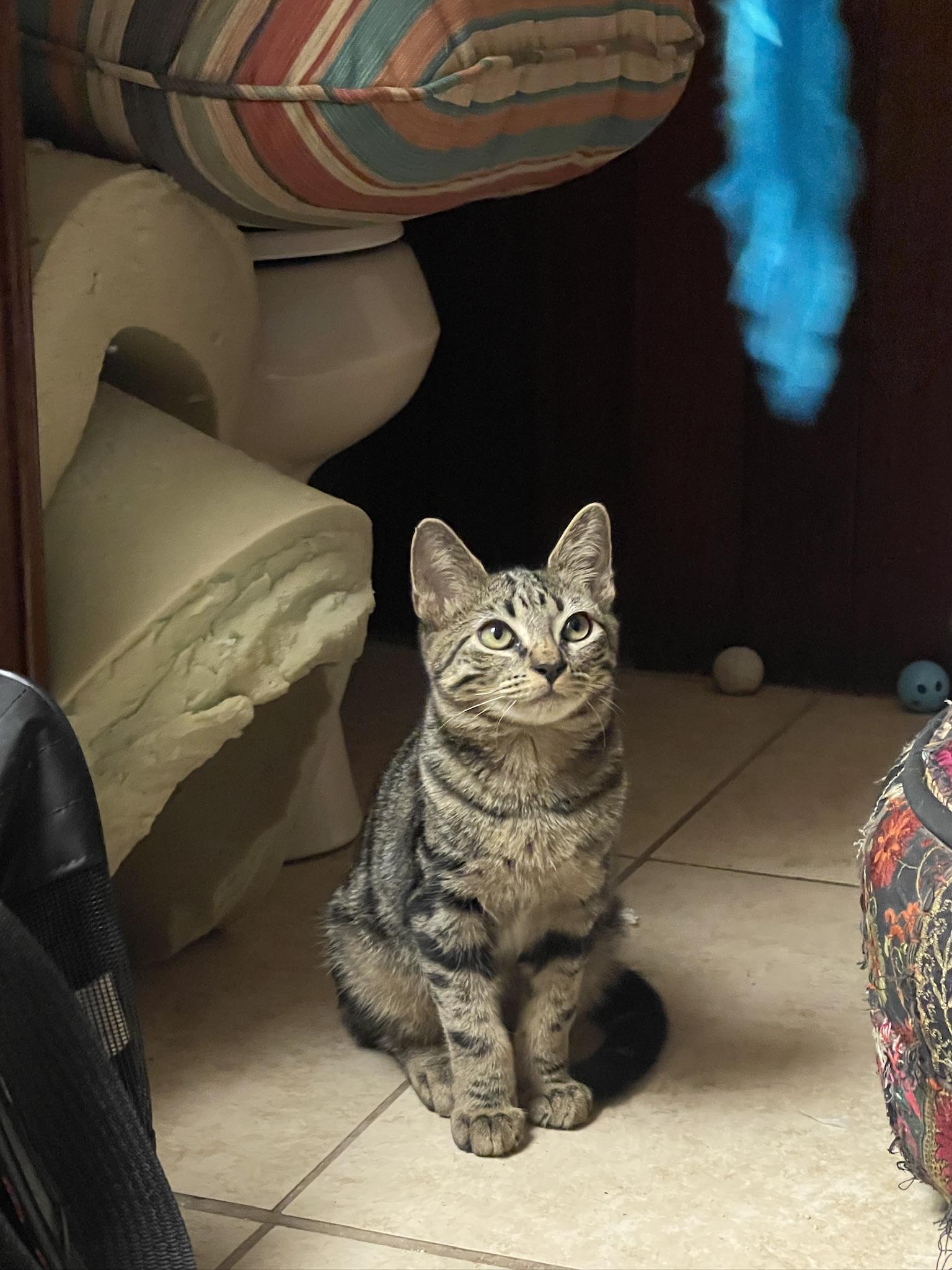 Enlarge Sawyer (Call or text Maia (Maya) for information 928-282-2604), a Adoptable Domestic Short Hair in Sedona, AZ image 3/6