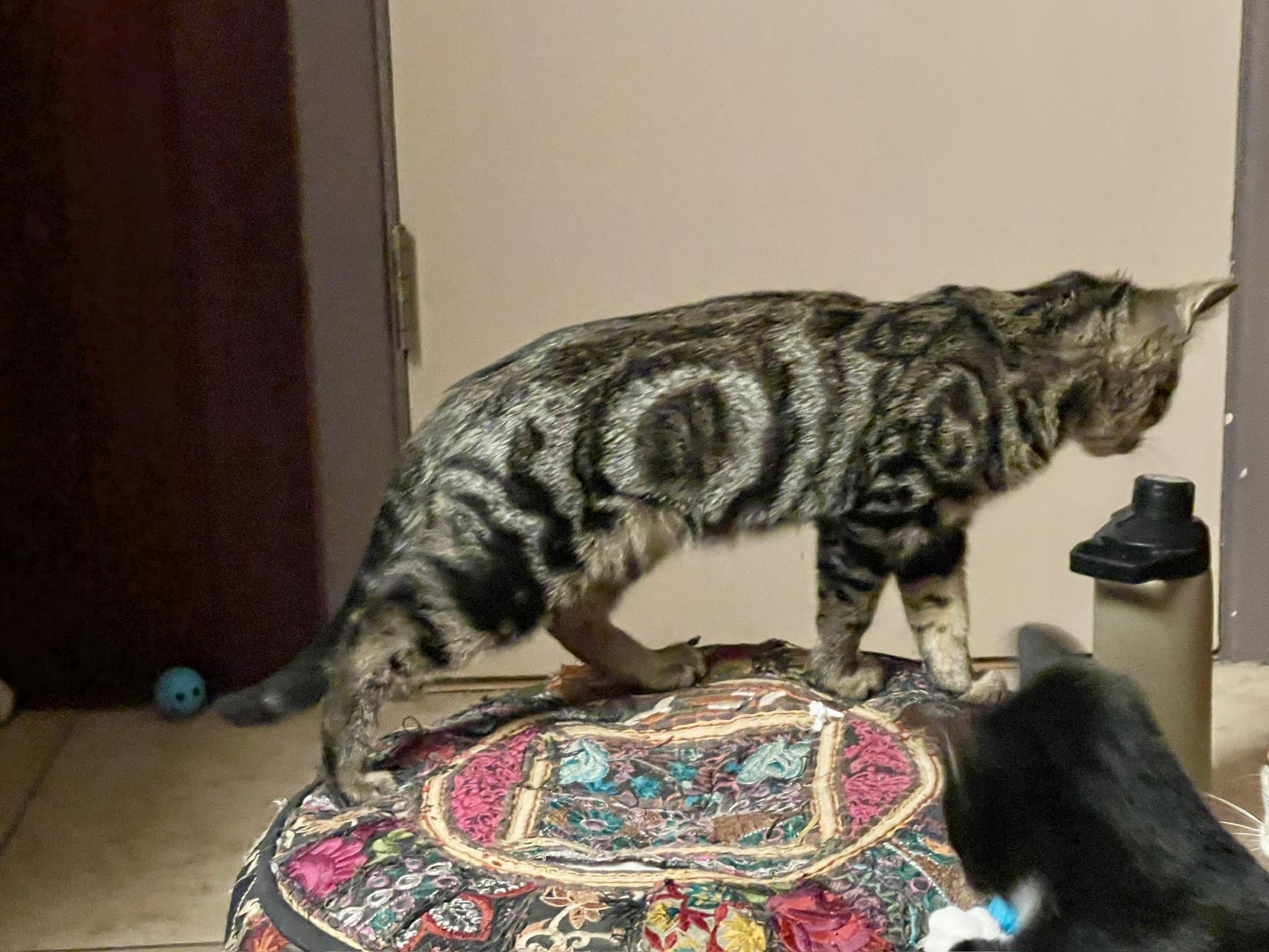 Enlarge Sawyer (Call or text Maia (Maya) for information 928-282-2604), a Adoptable Domestic Short Hair in Sedona, AZ image 2/6