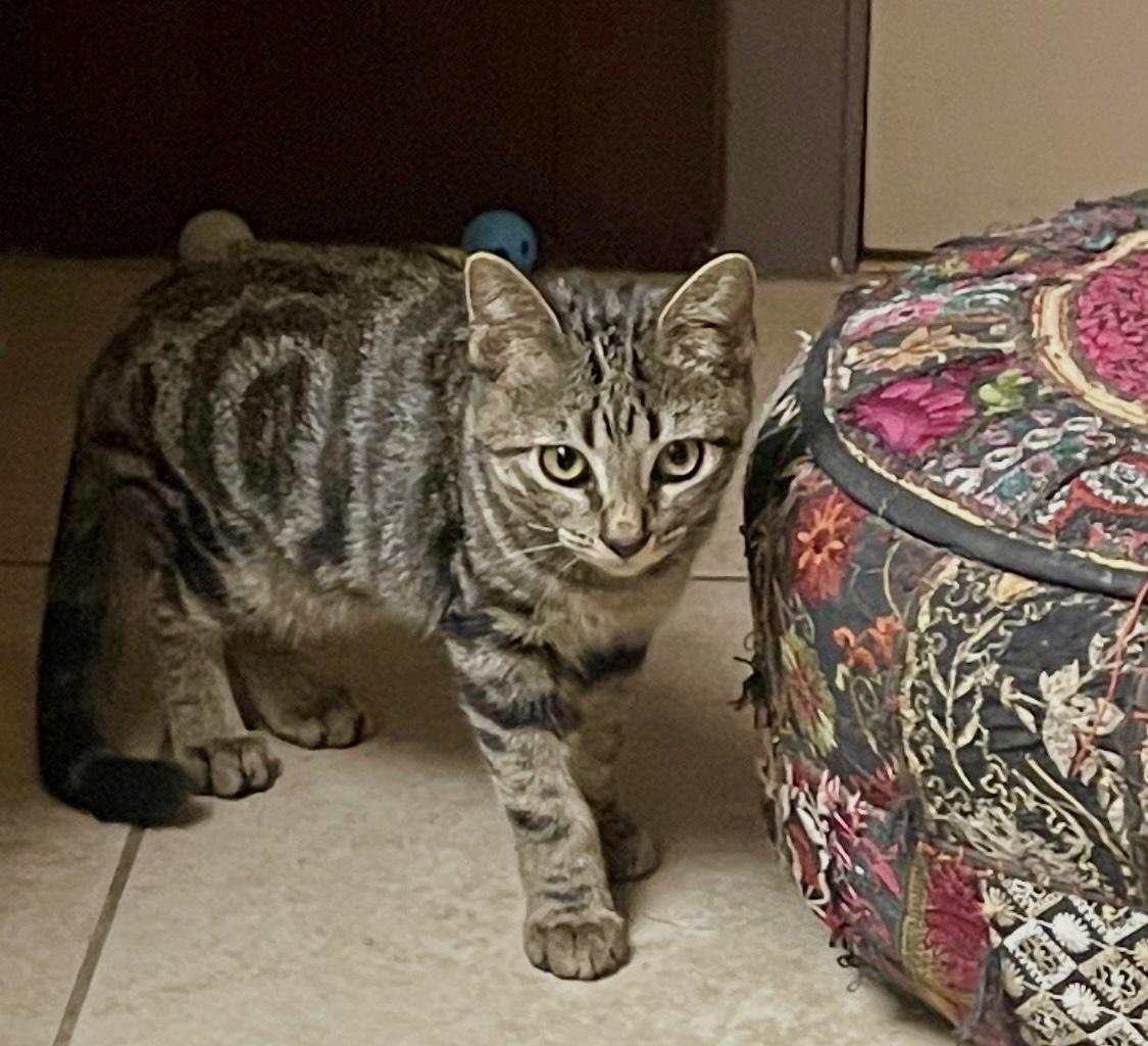 Enlarge Sawyer (Call or text Maia (Maya) for information 928-282-2604), a Adoptable Domestic Short Hair in Sedona, AZ image 4/6