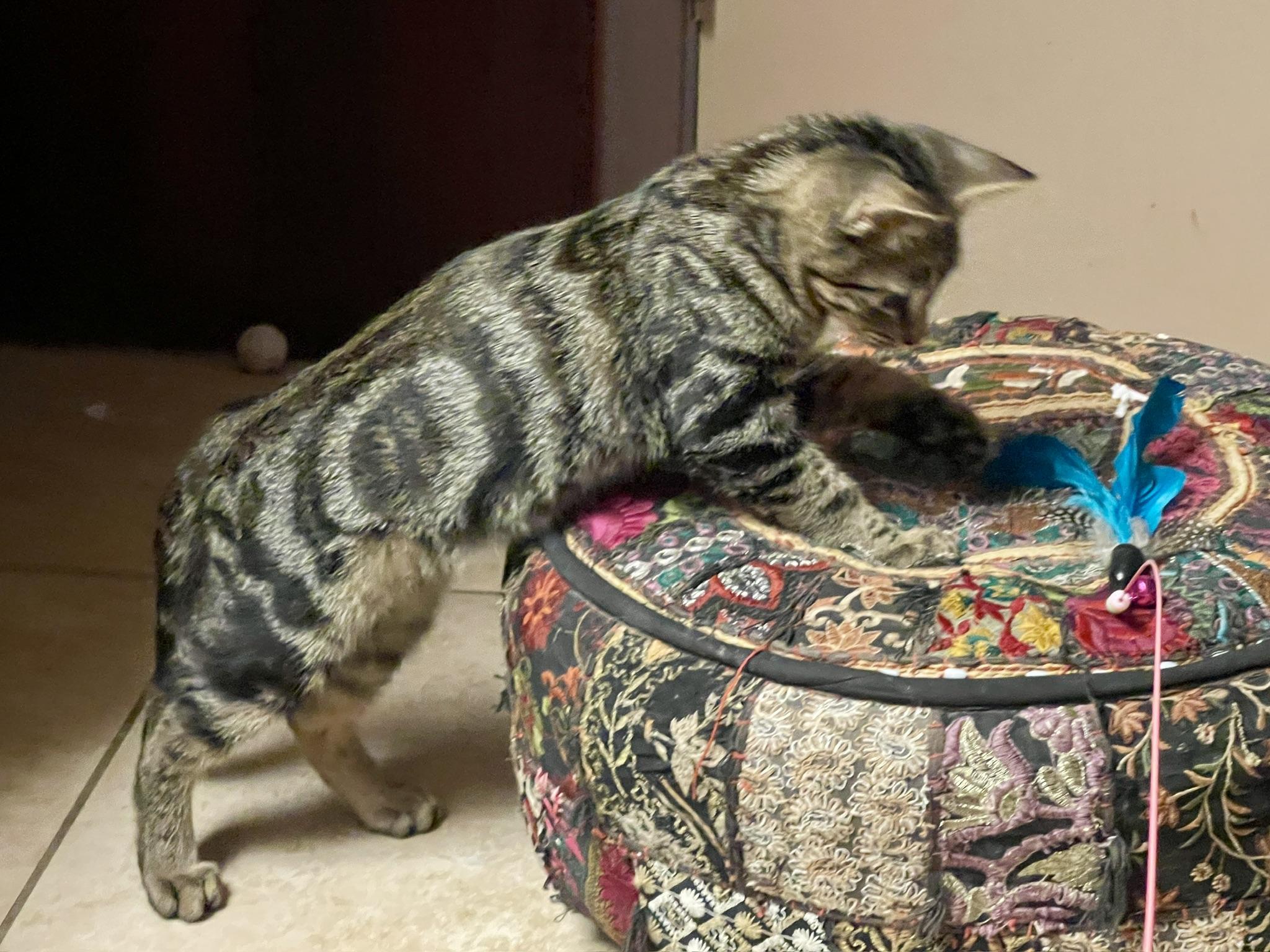 Enlarge Sawyer (Call or text Maia (Maya) for information 928-282-2604), a Adoptable Domestic Short Hair in Sedona, AZ image 6/6