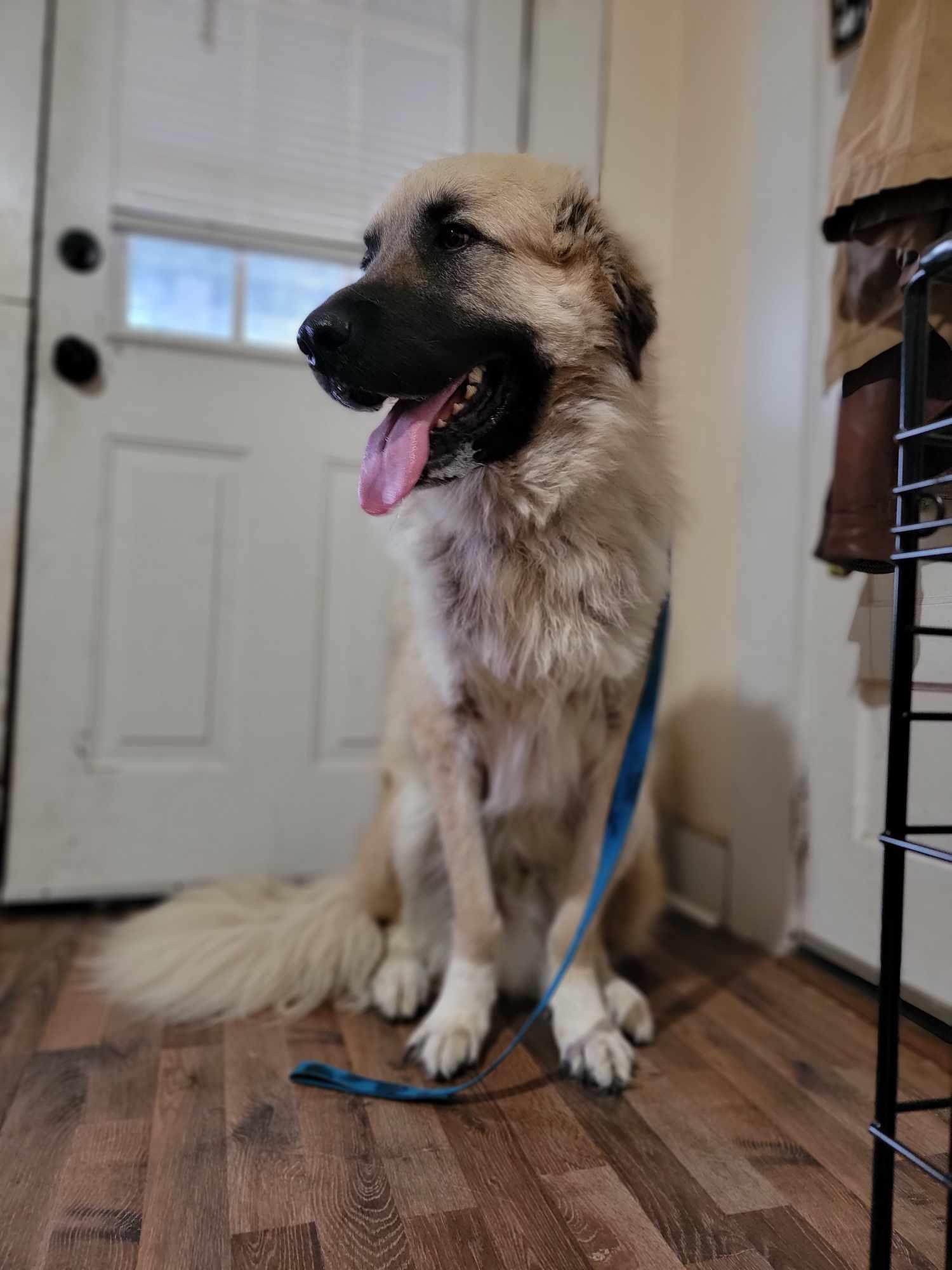 Logan- gentle giant, a Adopted mixed breed in Croydon, NH image 1/3