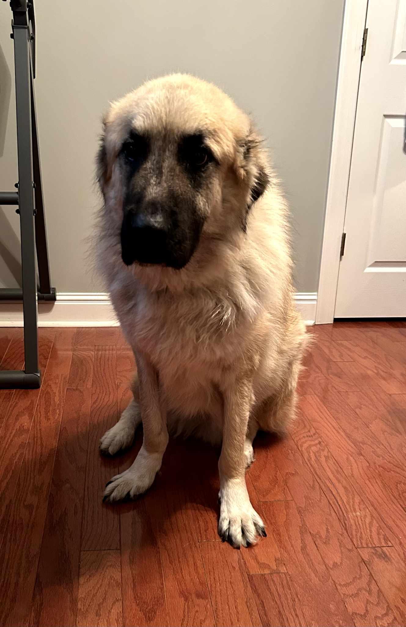 Logan- gentle giant, a Adopted mixed breed in Croydon, NH image 2/3