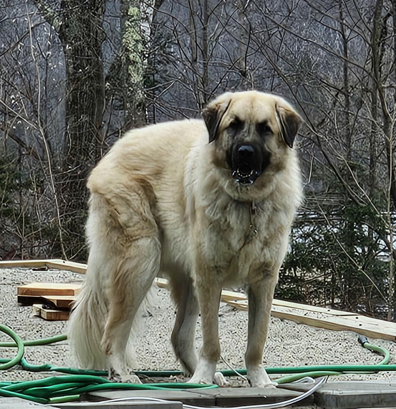 Logan- gentle giant, a Adopted mixed breed in Croydon, NH image 3/3
