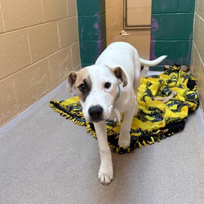 Asher — thumbnail 2