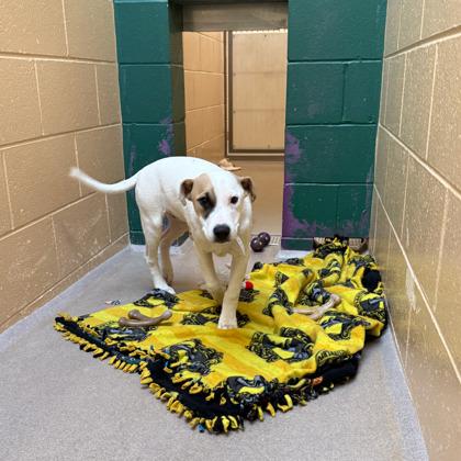 Asher — thumbnail 3