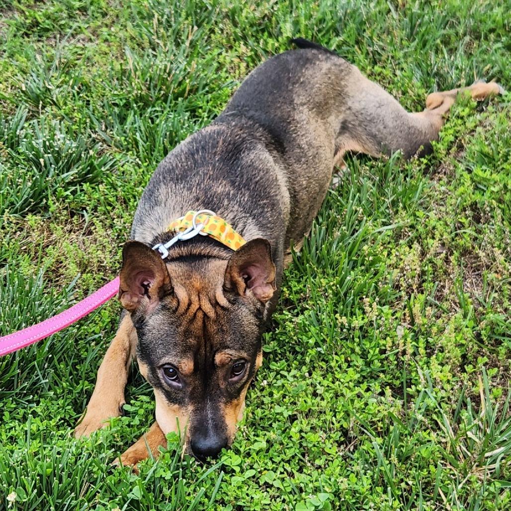 Enlarge Phil, a Adoptable mixed breed in Washburn, MO image 1/5