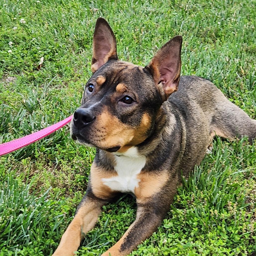 Enlarge Phil, a Adoptable mixed breed in Washburn, MO image 1/5