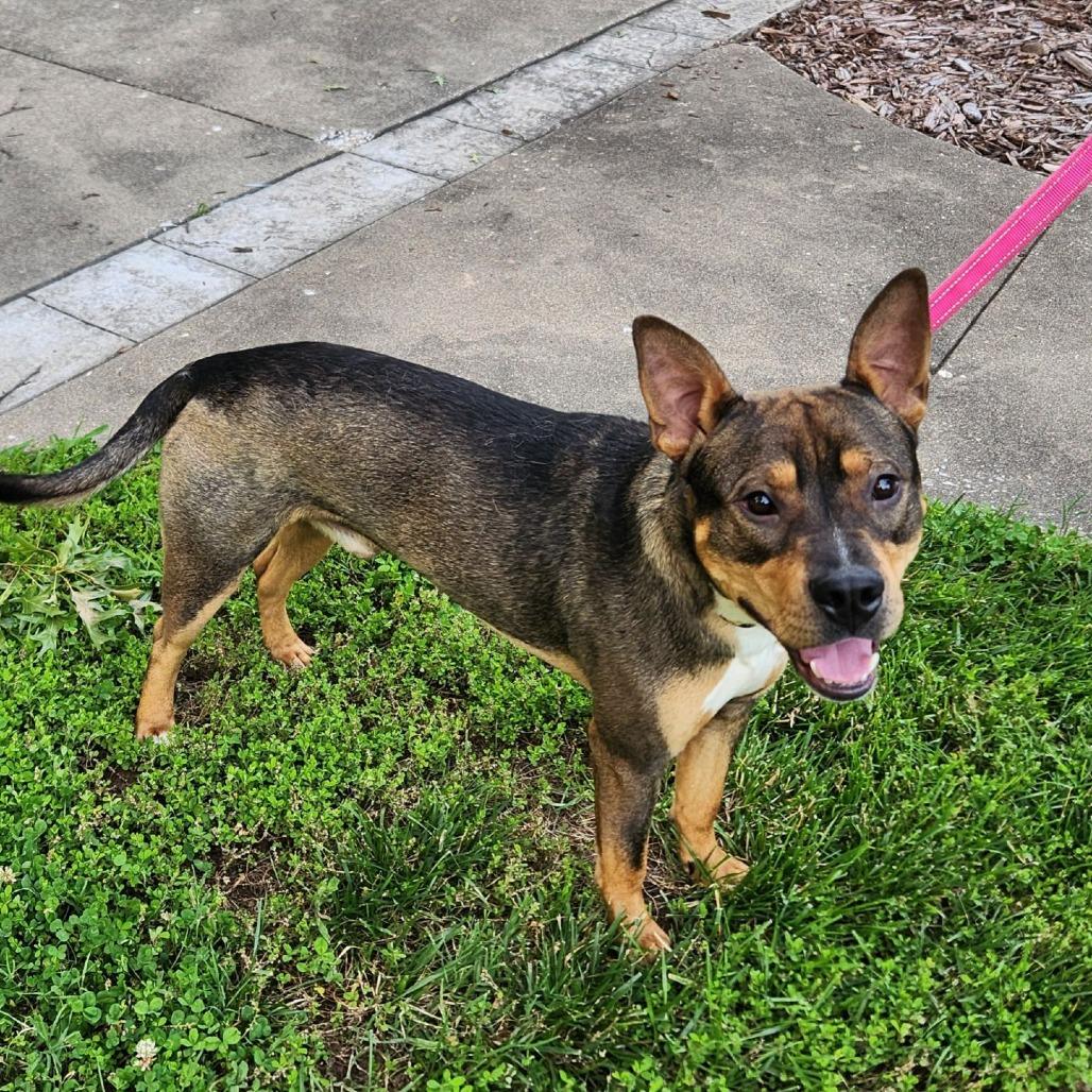 Enlarge Phil, a Adoptable mixed breed in Washburn, MO image 2/5