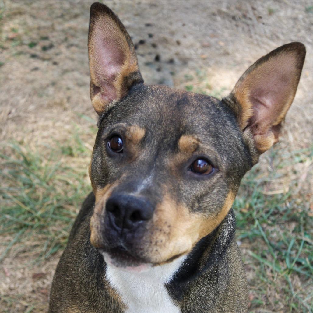 Enlarge Phil, a Adoptable mixed breed in Washburn, MO image 4/6