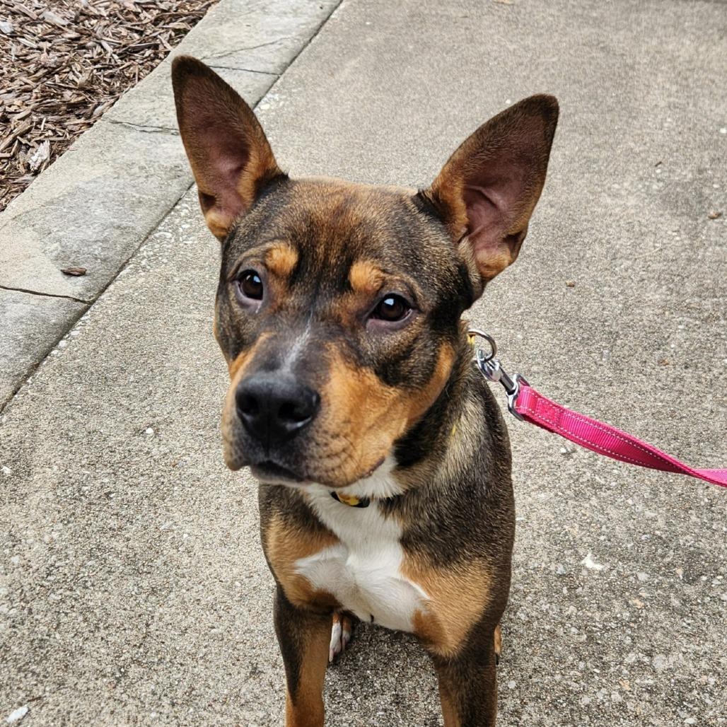 Enlarge Phil, a Adoptable mixed breed in Washburn, MO image 4/5