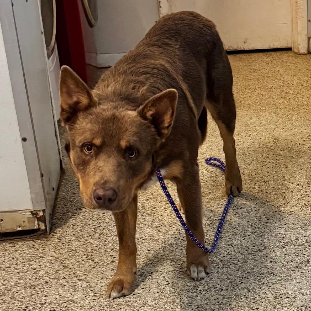 Rudy, Adoptable, Adult Male Cattle Dog & Mixed Breed.