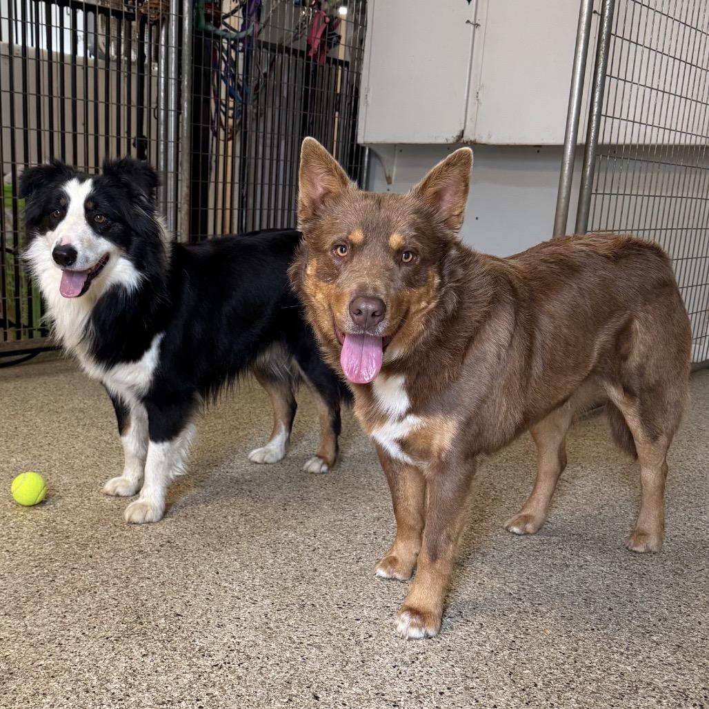 Enlarge Rudy, a Adoptable mixed breed in Brownsboro, AL image 2/2