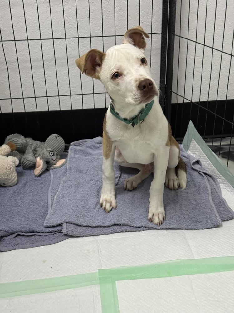 Enlarge Ashton, a Adoptable mixed breed in ventura, CA image 1/1