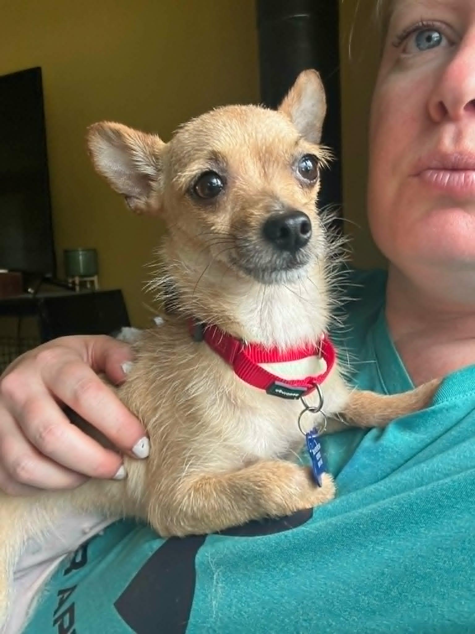 Cassie, a ADOPTABLE mixed breed in De Pere, WI image 3/4