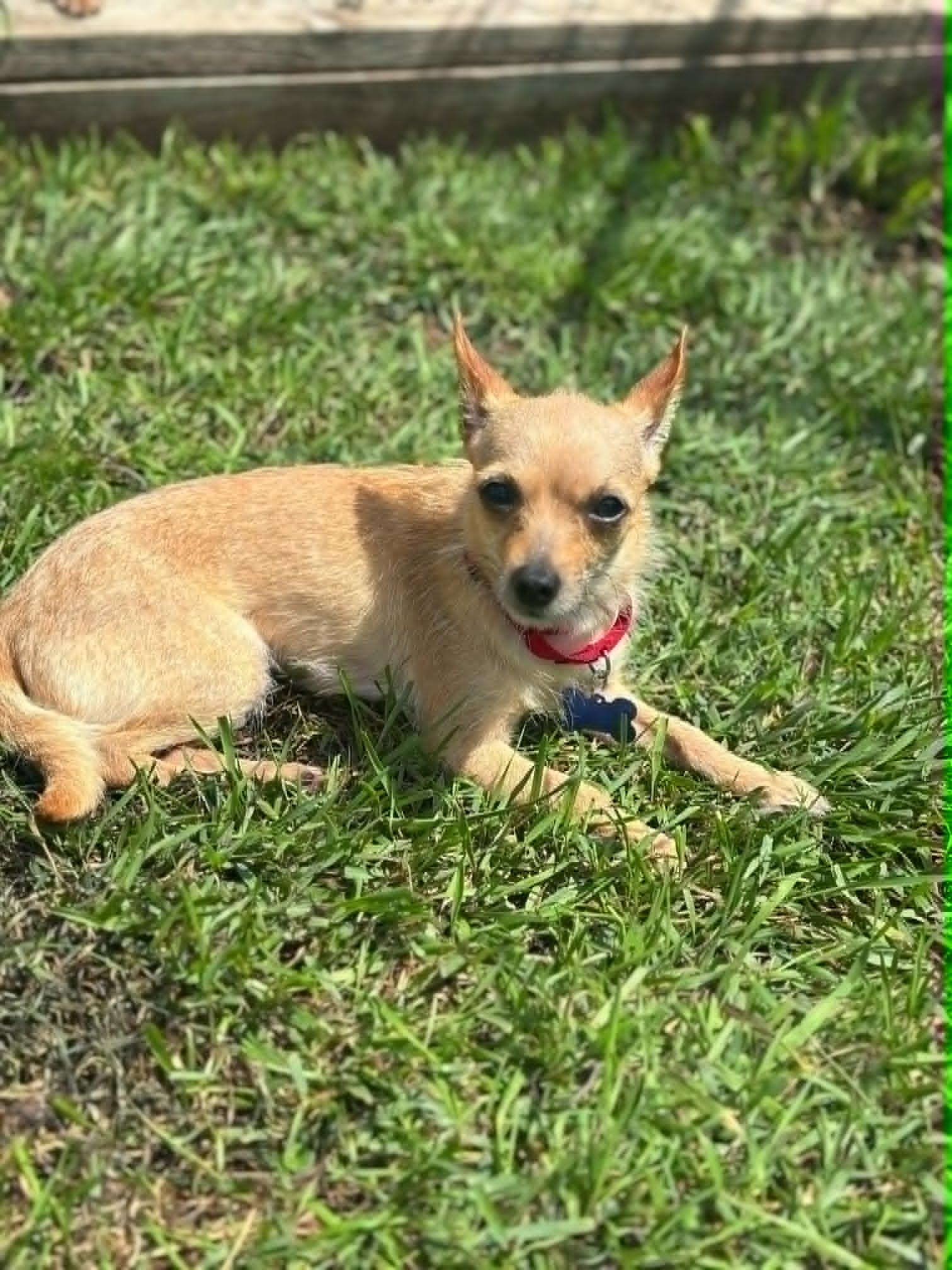Cassie, a ADOPTABLE mixed breed in De Pere, WI image 2/4