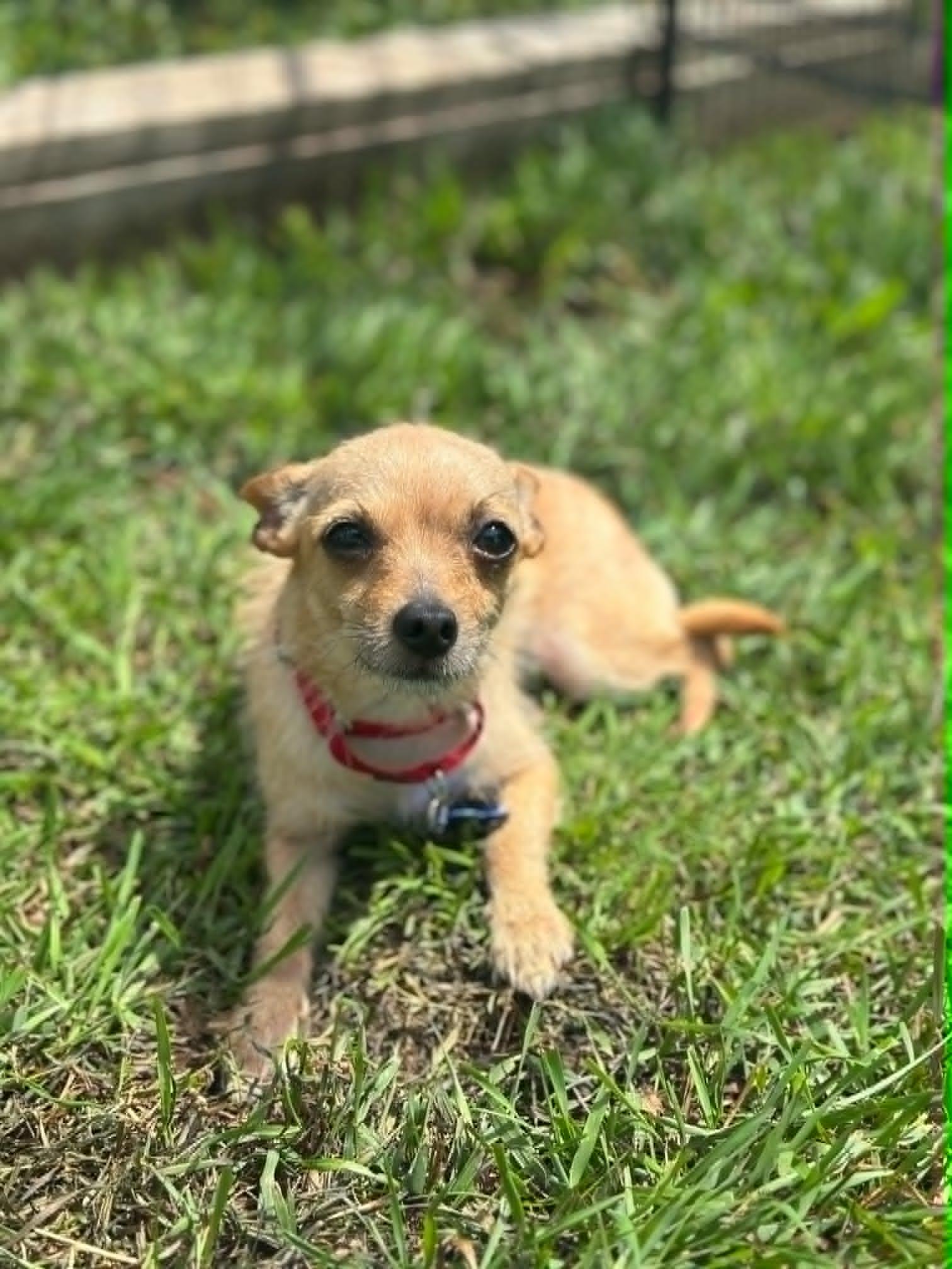 Cassie, a ADOPTABLE mixed breed in De Pere, WI image 1/4