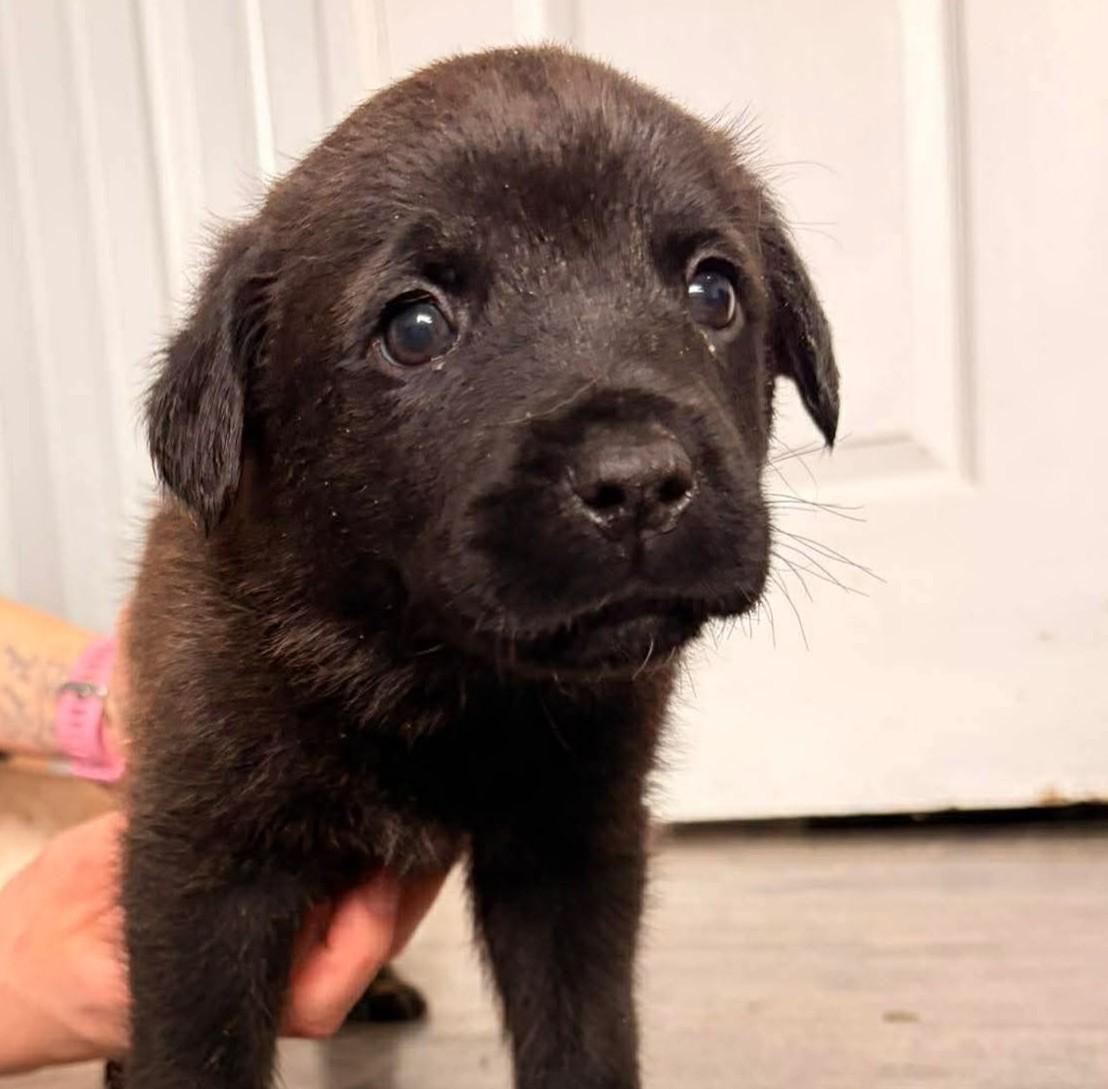 Arrow, ADOPTABLE, Young Male Catahoula Leopard Dog.