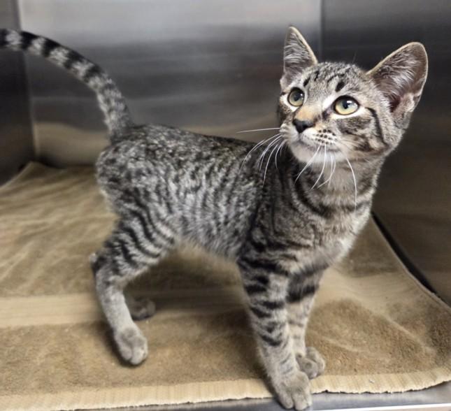 Enlarge BINGO, a Adoptable Domestic Short Hair in Norco, CA image 1/1