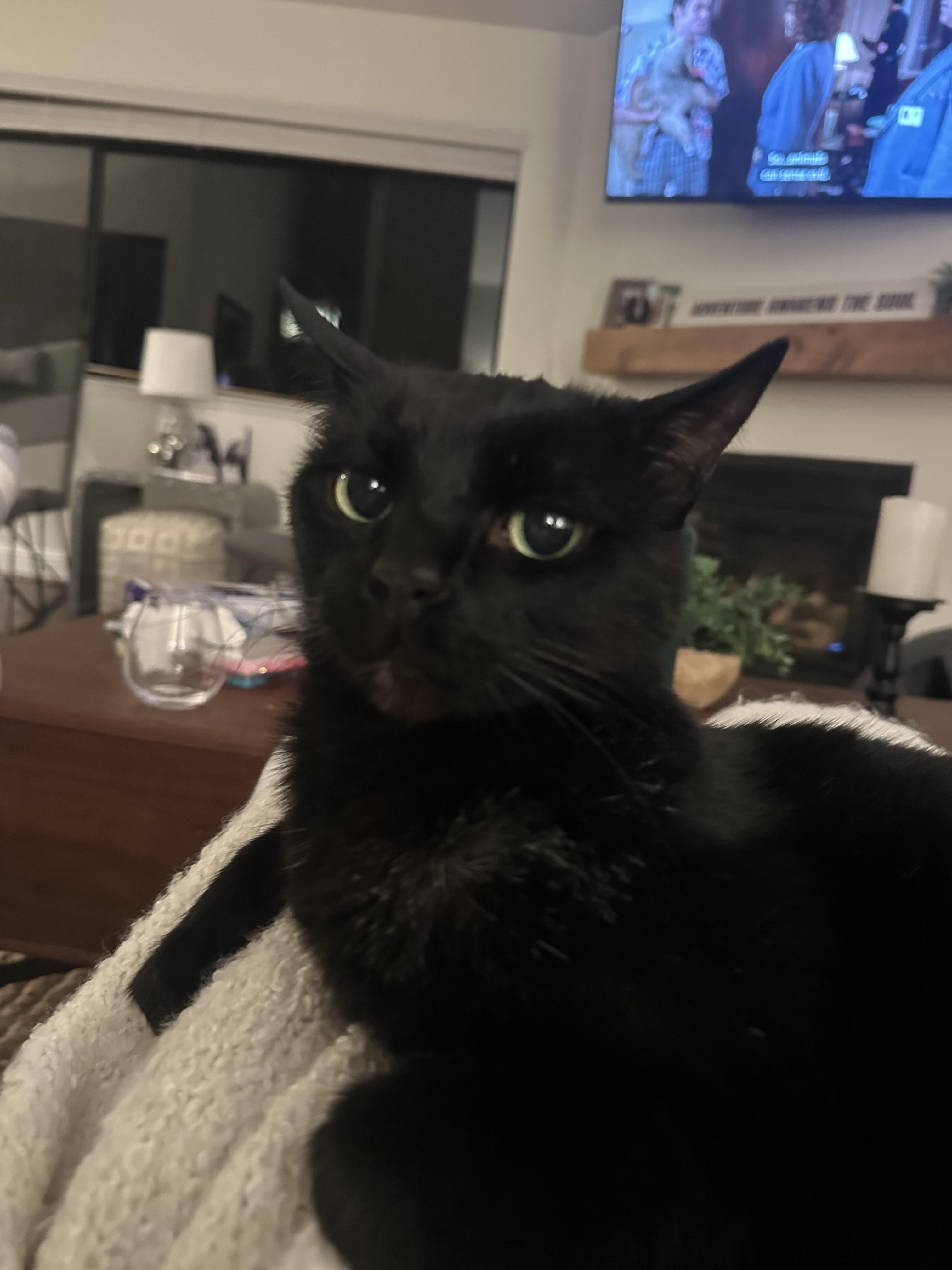 Enlarge Avila, a ADOPTABLE Domestic Short Hair in San Luis Obispo, CA image 1/4