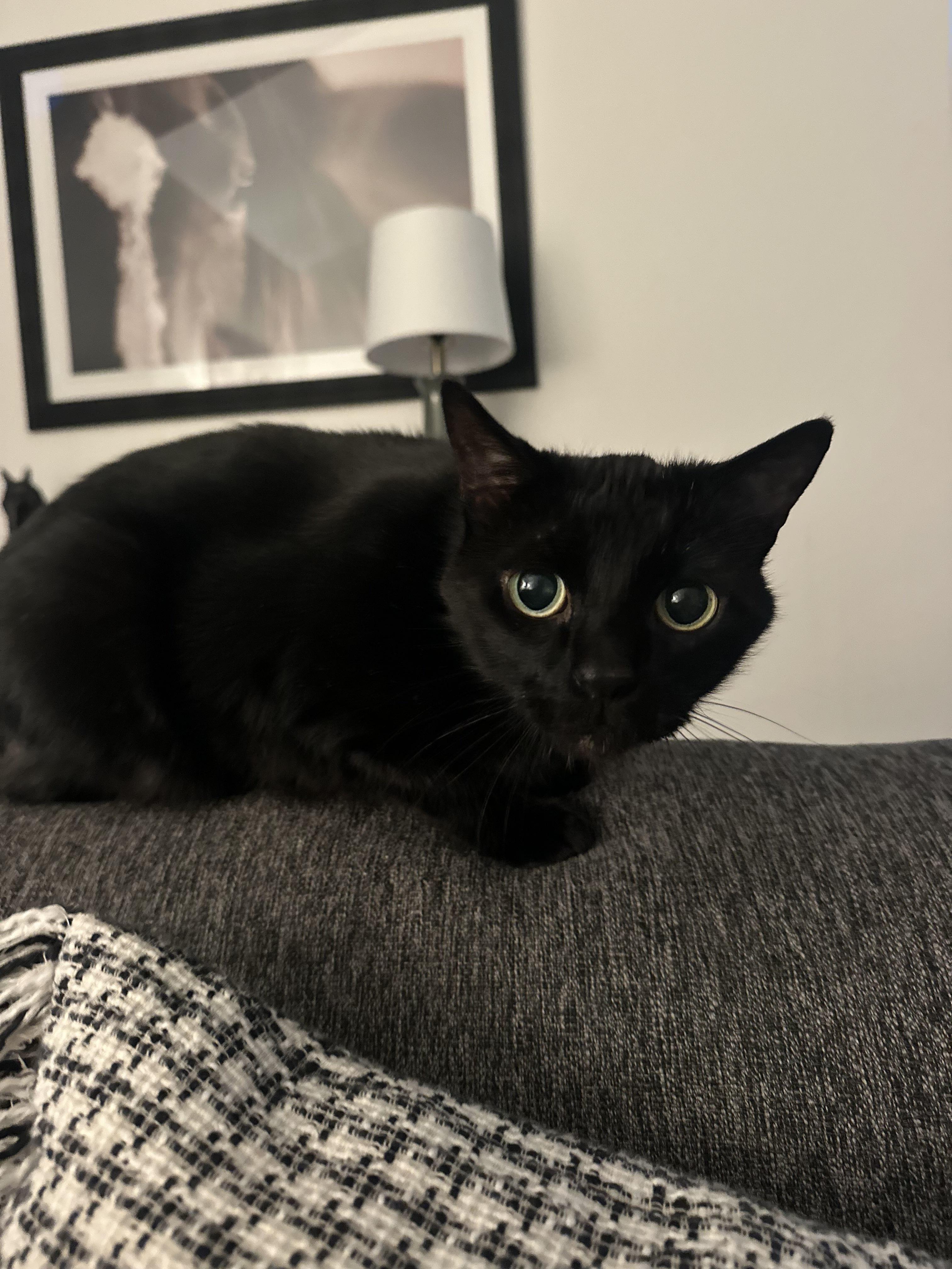 Enlarge Avila, a ADOPTABLE Domestic Short Hair in San Luis Obispo, CA image 3/4