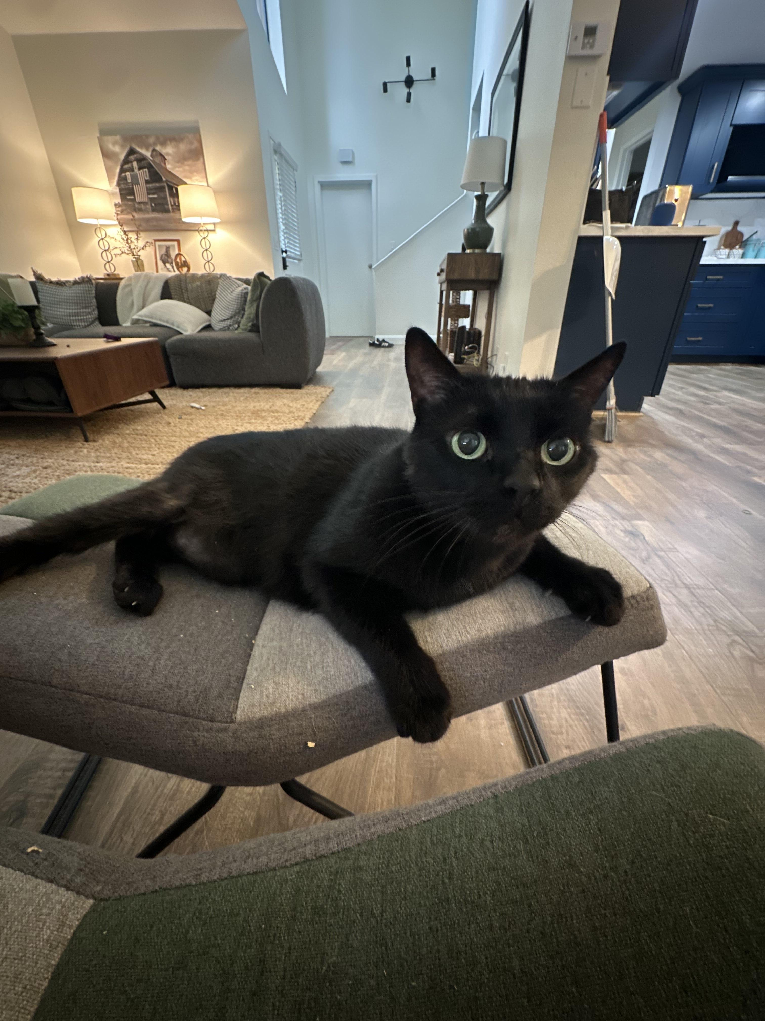 Enlarge Avila, a ADOPTABLE Domestic Short Hair in San Luis Obispo, CA image 2/4